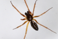 Un mle (Araneae - Linyphiidae - Tenuiphantes sp.)